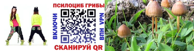 закладка  Муравленко  Галлюциногенные грибы Cubensis 